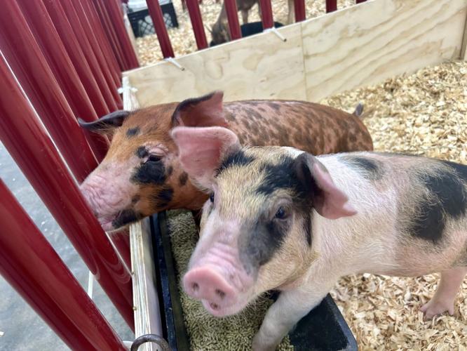 State Fair pigs.jpeg