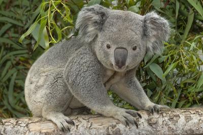 2 of 2 koalas coming to Louisville Zoo - 5.30.24