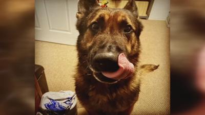 Greenville Police Department K9 Rony.jpeg