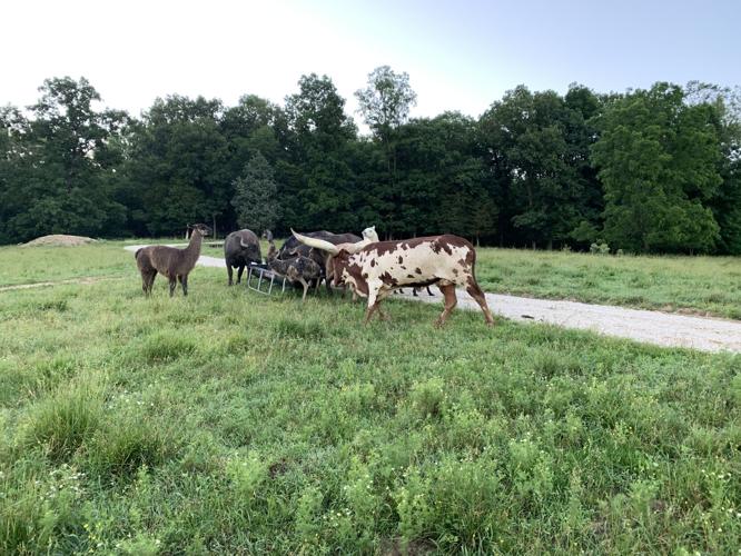 Wilstem Wildlife Park (76).JPG