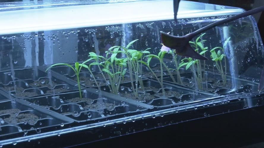 Fairdale Elementary greenhouse