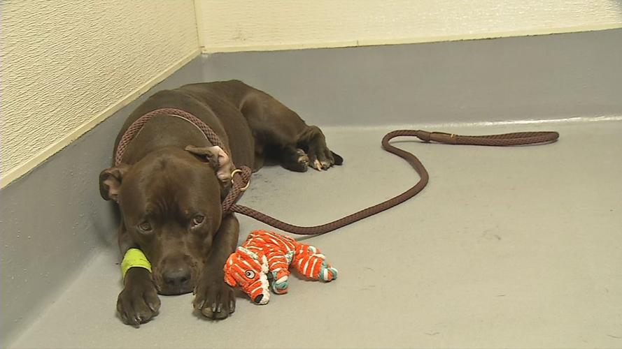 lmas dog tied to gate