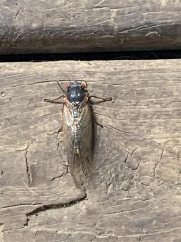 cicada2.jpg