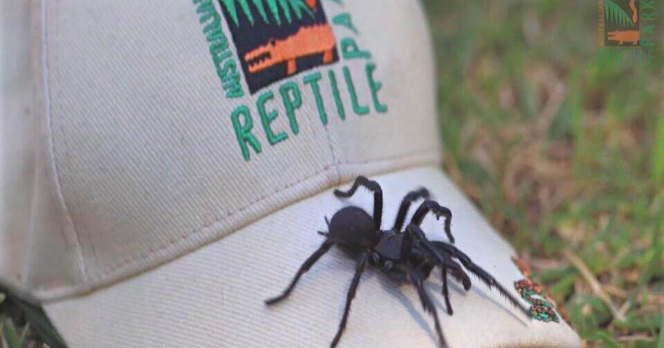 Zoo in Australia finds massive funnel web spider |  | wdrb.com