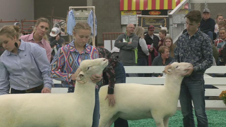For North American Livestock Expo vendors, 15 days in Louisville is big