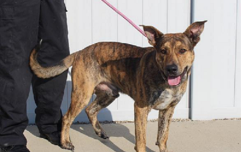 Boolin' - large brindle German Shepherd mix