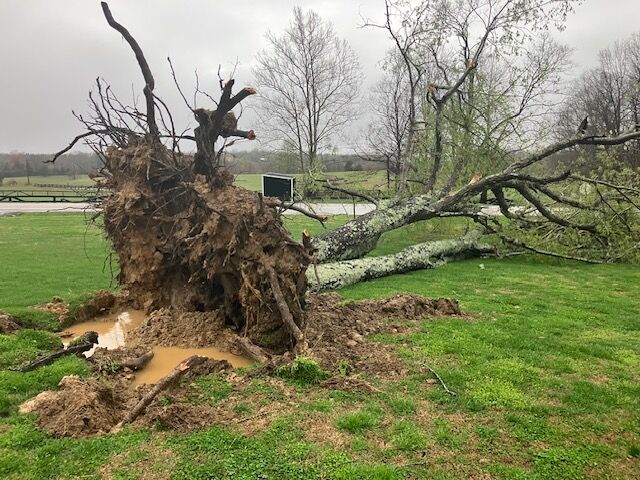 Overturned tree in Green County, Kentucky