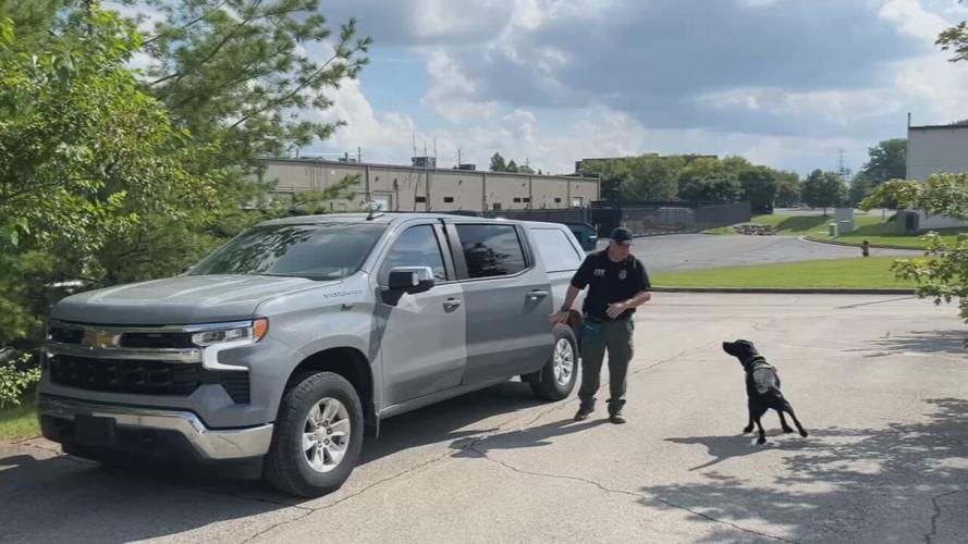 Lori the ATF dog