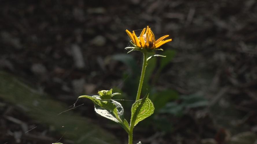 The WDRB 'Flutter Farm' habitat for monarch butterflies (as of July 21, 2023).