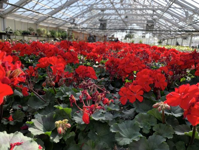 Red geraniums at Churchill Downs greenhouse