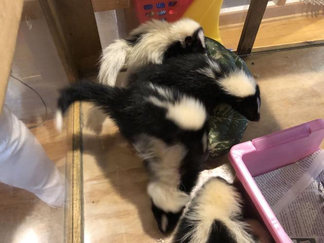 SECOND CHANCE WILDLIFE BABIES - KEITH KAISER - 6-18-19 (10).jpeg