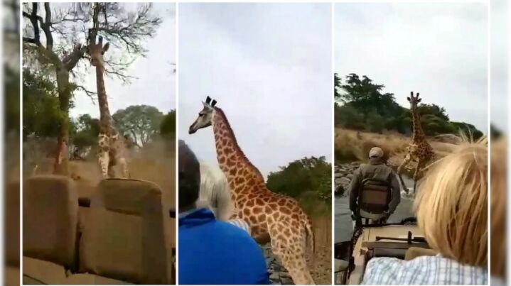Charging Giraffe