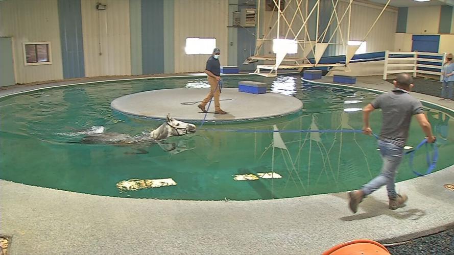 KESMARC employees guide horse around the pool