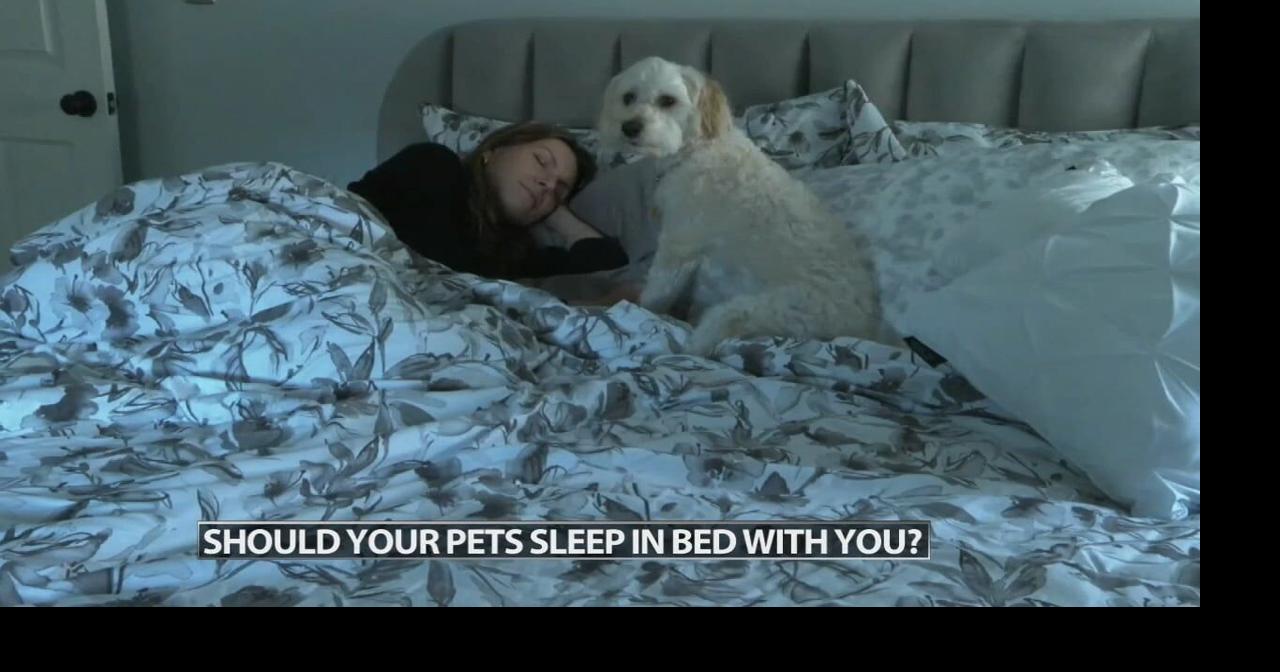 Should your pets sleep in bed with you? Wdrbvideo