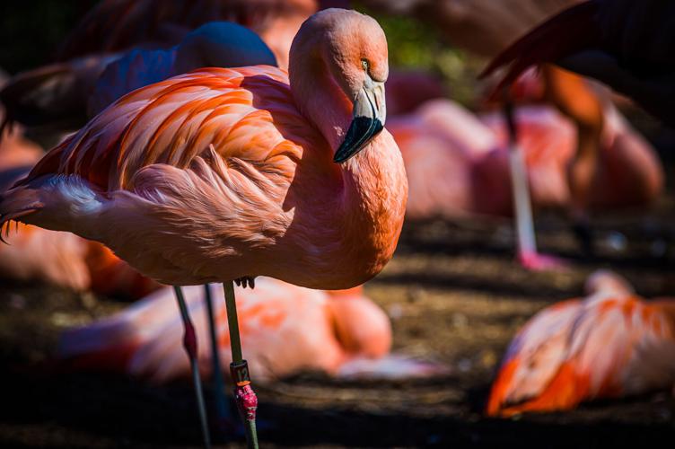Flamingo Louisville Zoo