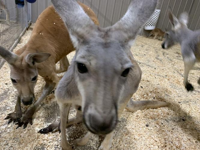 Wilstem Wildlife Park