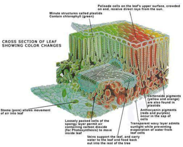fall foliage science.PNG