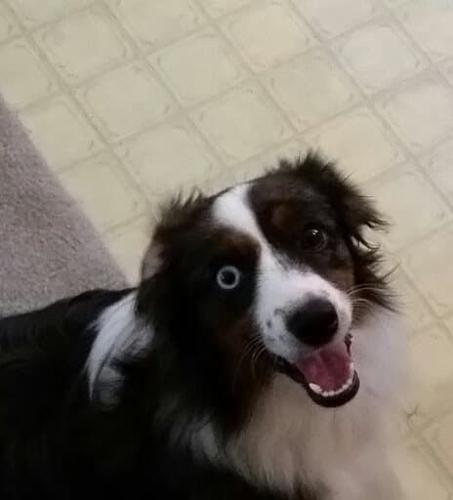 PET DAY - 2.jpg