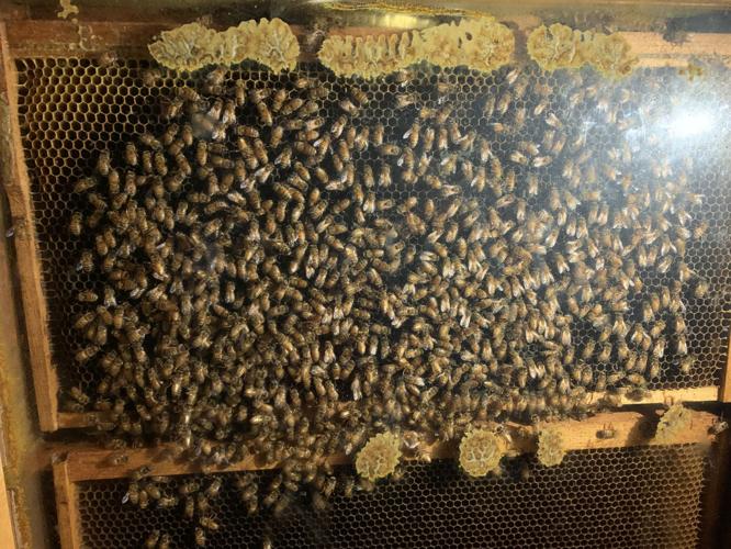 ColorFest at Bernheim Forest - Bees.jpeg