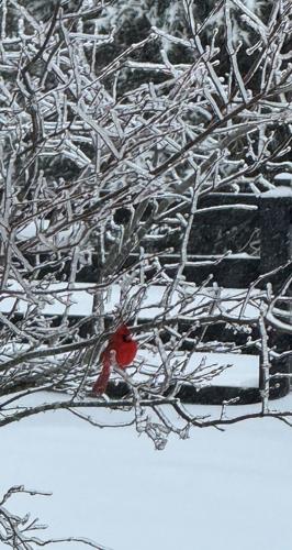 ICE - Debbie - Cardinal 1-6-2025.jpg