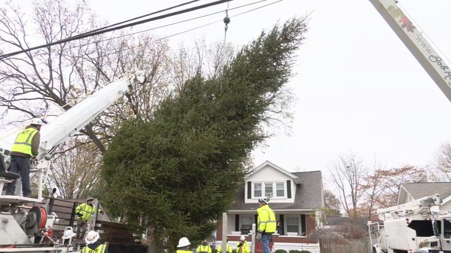 Light Up Louisville's 2022 Christmas tree cut down in Louisville's Audubon neighborhood