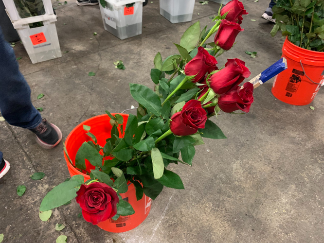 Roses with blue stakes for Derby winner blanket