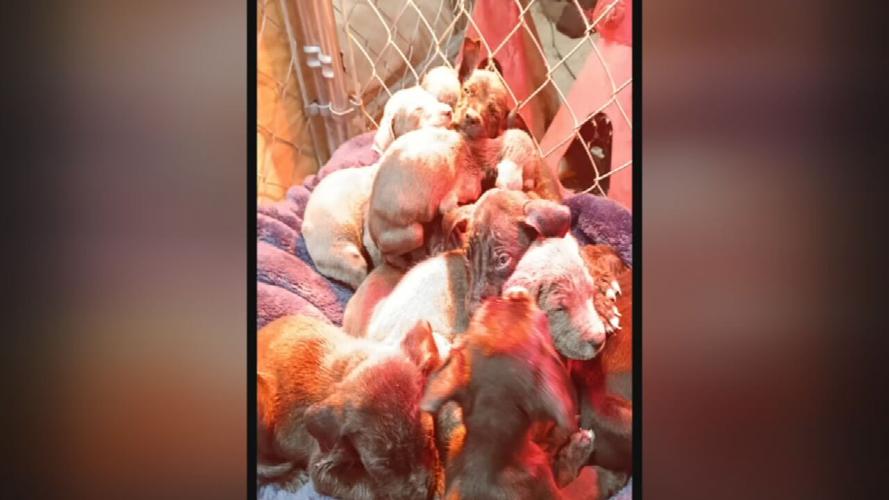 Puppies found in box in Trimble County