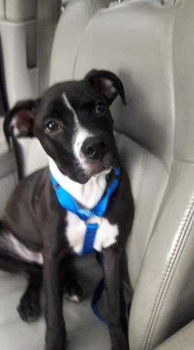 PET DAY - 4.jpg