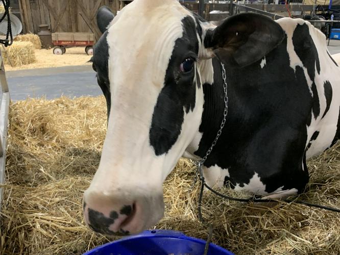 Kentucky State Fair cow