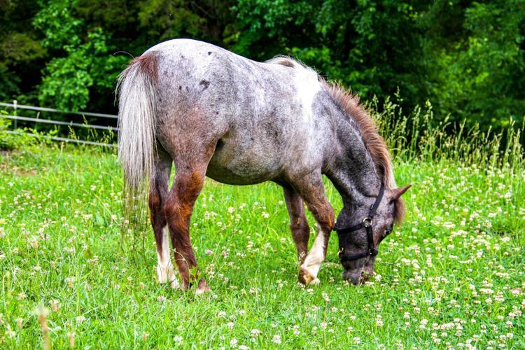 Derby Museum miniature horse