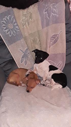 PET DAY - 5.jpg