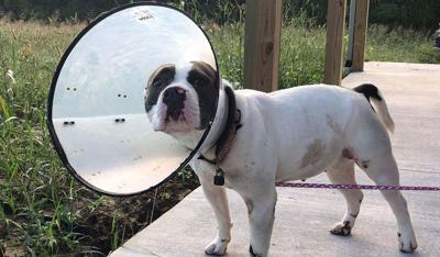 Leitchfield man charged after police say dog dragged behind vehicle by chain