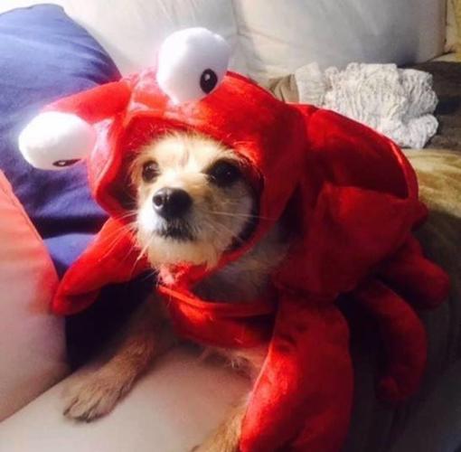 PET DAY - 7.jpg