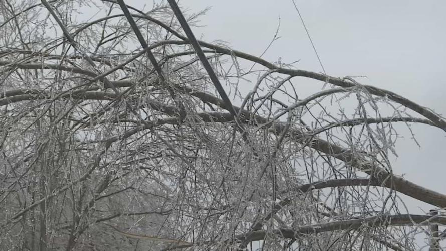 Trees on Power Lines