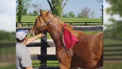 Woman blames balloon for spooking colt  injured at a Kentucky horse farm