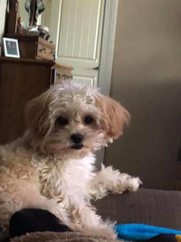 PET DAY - 8.jpg