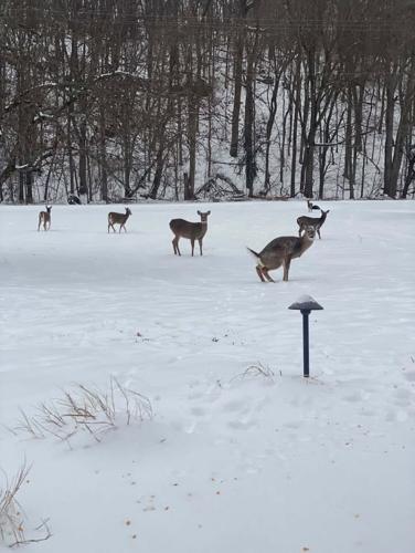 PROSPECT SNOW 01-25-26 AMY.jpg