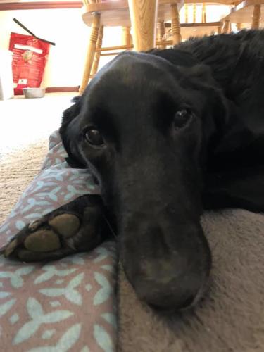 PET DAY - 9.jpg