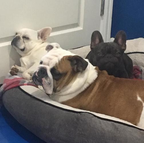 PET DAY - 10.jpg