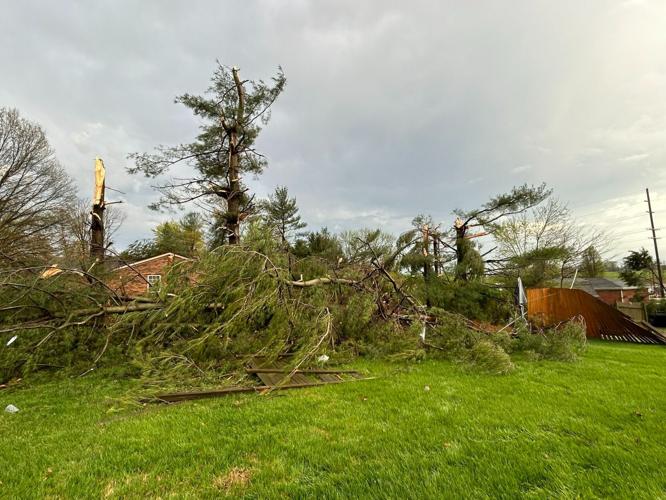 Uprooted tree on Sundancer Drive in Jeff, Ind. 4.2.24