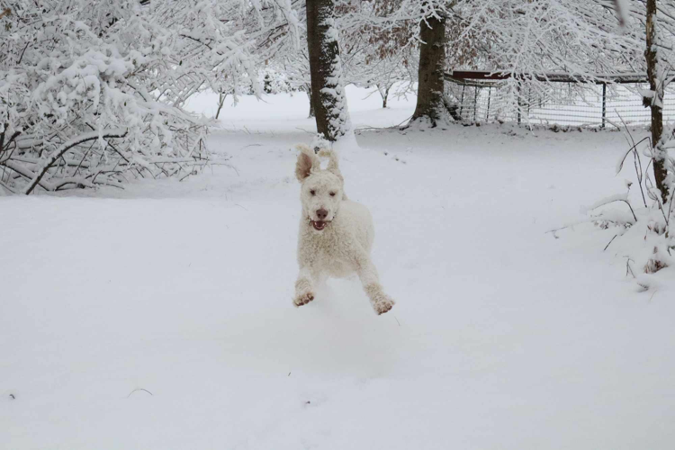 Dog enjoys snow in Brandenburg, Kentucky