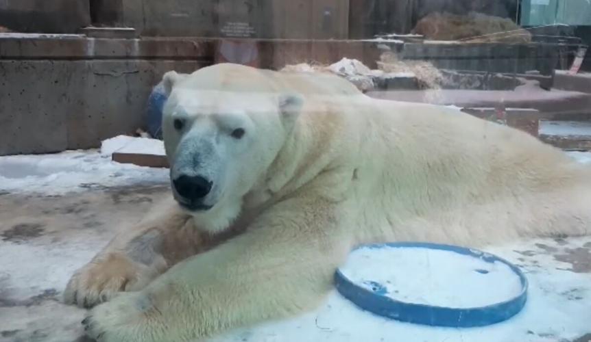 Lee, a 20-year-old male polar bear at The Louisville Zoo