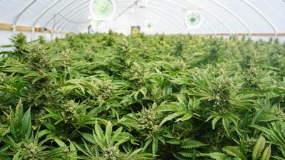 MARIJUANA - POT - CANNABIS - GENERIC FILE  (1).jpg