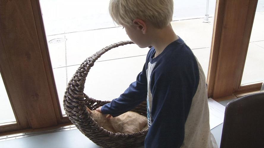 raw CAT CAFE MOTHER'S DAY CAT BOY 2 5-12-19.jpg