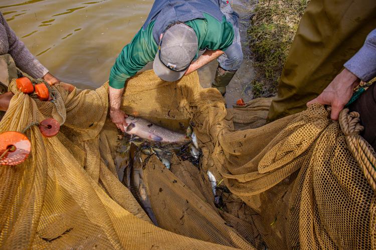 Buffalo Trace Fish Rescue (5).jpg