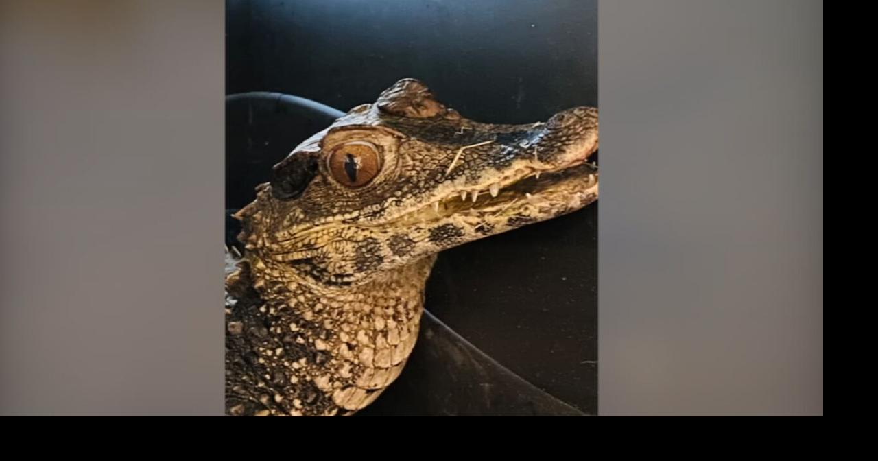 Illegal large reptile found in Lexington canal, captured by animal control officers News from