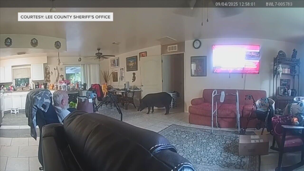 Wild boar crashes through sliding glass door in Florida home