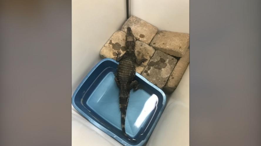 Caiman caught in Lexington canal (1).jpeg