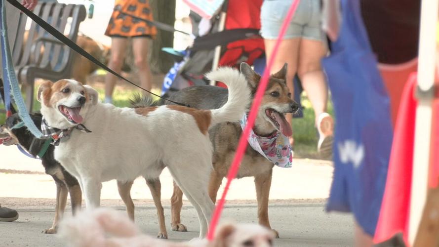 WAGGIN TRAIL