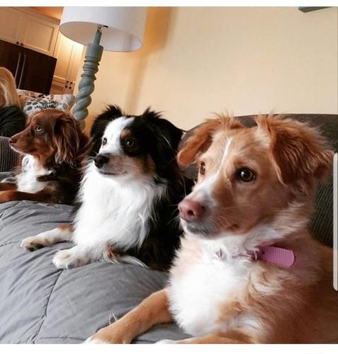 PET DAY - 14.jpg